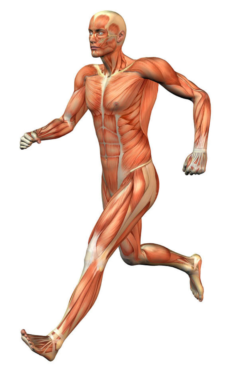 Alles wat je moet weten spieren