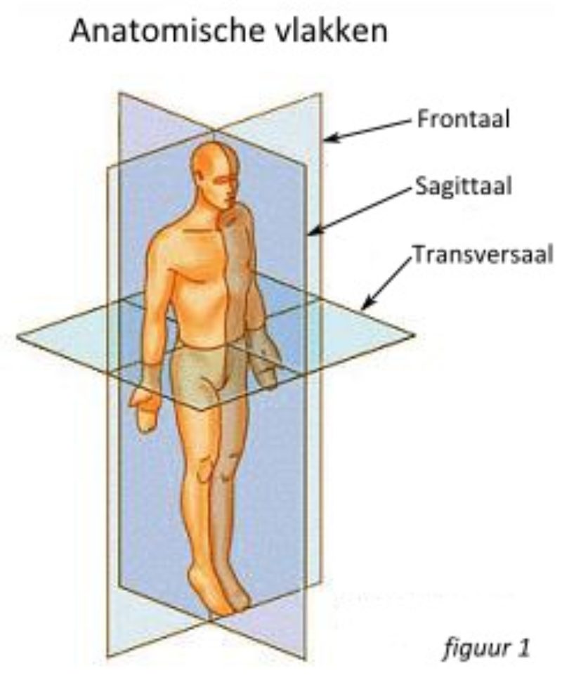 Anatomische lichaamsvlakken en plaatsaanduidingen