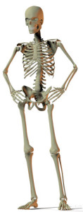 Skelet-sterke botten