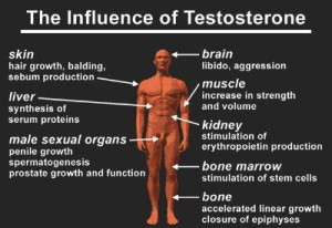 Effecten van testosteron